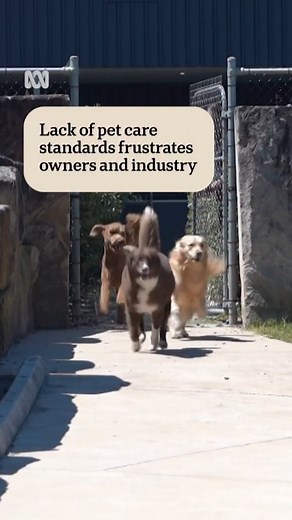 Animal welfare experts are calling for mandatory qualifications and regulation of dog day care, walking and training services in NSW, as the industry booms. 🎤 Victoria Pengilley via ABC News NSW 📲 Choose your news on the ABC NEWS app and stay in the know via the link in our bio. #ABCNewsNSW #Pets #Dog #Daycare | ABC Sydney