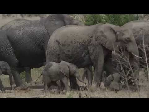 Baby Elephant Walk Song