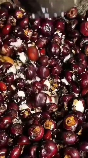 A plant seed that is being overgrown by a woman using traditional tools