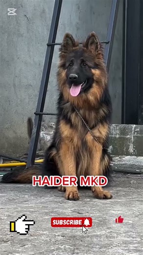 Amazinga fullentertainment video bestof fun part 346 |HAIDER MKD