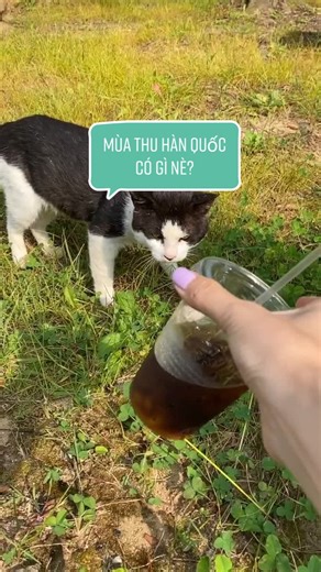 Rì viu trường mình nè ❤️#myschool #school #review #korea