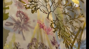 Seaweeds: a hidden habitat under threat | Natural History Museum