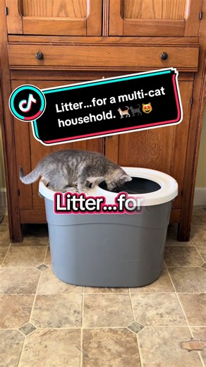 Moonforest Cat Litter, kitty litter, Tapioca Cat Litter, Smart litter boxes cat litter, Tofu cat litter, Clumping Premium, Low Dust Cat Comfort #multicathousehold #catmomlife #moonforest #catlitter #petfinds