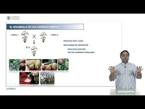 Hybrid varieties | 24/28 | UPV