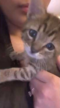 I declare: kittens are the cutest.😻🥰#cat #kitten #funny #catsoftiktok #cats #for #foryou #fyp