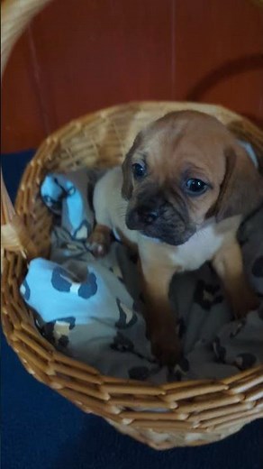 Sweet Baby Snuggle Puggle 🥰 available female