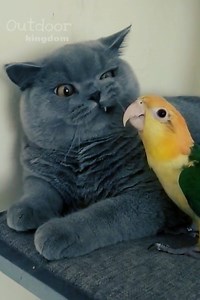 3M views · 67K reactions | Super Cute Kitty & Parrot^^ | Outdoor Kingdom | Facebook
