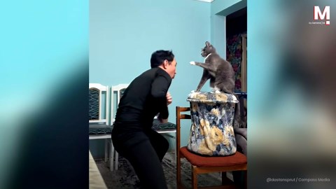 MMAファイターのトレーニングを手伝う愛猫、完璧なスパーリング