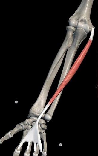palmaris longus muscle with origin insertion Nerve supply actions#shouldermuscles #anatomy#3danatomy