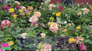 3.2K views · 326 reactions | Melbourne's Classic Combo - Roses  and...