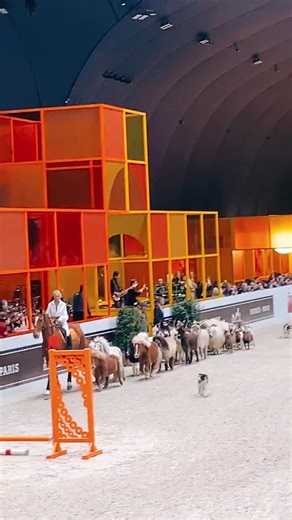 Miniature Horse Breeding at Kan Farm: Adorable Pony Videos