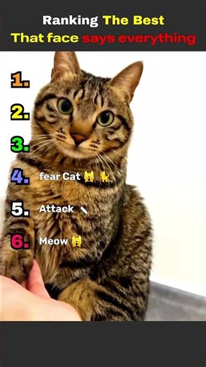 DON'T CHECK THE SOUND 😭 😭#funnycatsvideo #memes #shorts