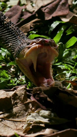 Rare Footage of a Bushmaster Pit Viper Adjusting its Monstrous Fangs