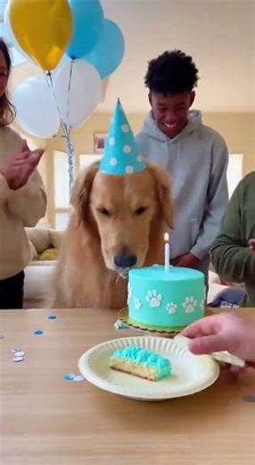 My Dog Eats His Birthday Cake! Happy Birthday! 🎉🐶 #DogBirthday #viral #omg