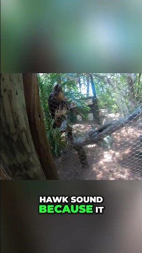 Hawk vs. Eagle Sounds: The Shocking Truth Revealed! ​#Hawk ​#BaldEagle ​#BirdOfPrey ​#AnimalFacts ​