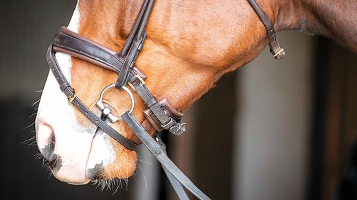 As knowledge of the horse’s anatomy increases, so does the proliferation of types of noseband.