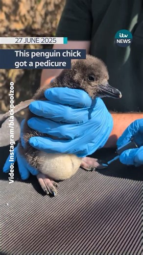 One in every pair of newborn penguins in @blackpoolzoo is getting a pedicure so zookeepers can tell them apart. #itvnews | ITV News