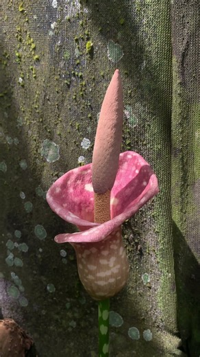 Blooming season for Amorphophallus muellei 💗✨