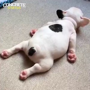 358K views · 8.5K reactions | Sunday Plans .... | DMX | Facebook