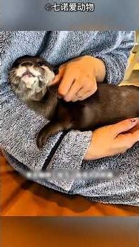 #banku Shy Squirrel Learns to Trust a Human #shorts #shortsvideo