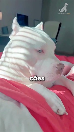 How to build an unbreakable bond with your dog using only respect