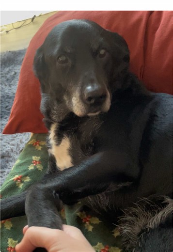 #labsoftiktok #collie #fypp #dogtok #foryourpage