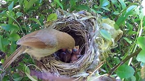 38 reactions | Bird hatching and brooding | Animal world | Facebook