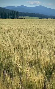 6.2K views · 465 reactions | ~ Amber Waves of Grain ~ wheat fields all over eastern Washington are turning or have already turned gold. Viewed here on Peone Prairie, near Green Bluff, with Mt. Spokane in the distance. James Richman Photography | In The Pacific Northwest | Facebook