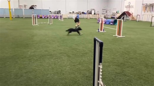 4.8K views · 97 reactions | The Ghost x Menty puppies are 13 months old and looking incredible!! First puppy is Reign and second puppy is Glow! They’re both small girls are 18”! | Spitfire BorderCollies | Facebook