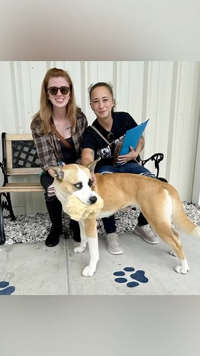 227 reactions · 14 shares | Lucky girl TASHA happily strutted outta the shelter thanks to people who chose to #adopt a #shelterdog in need! #adopted #collierDAS | Collier DAS Dogs -by volunteers | Facebook