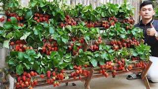 10K views · 107 reactions |  Boost Your Strawberry Harvest | Diy Garden World | Facebook