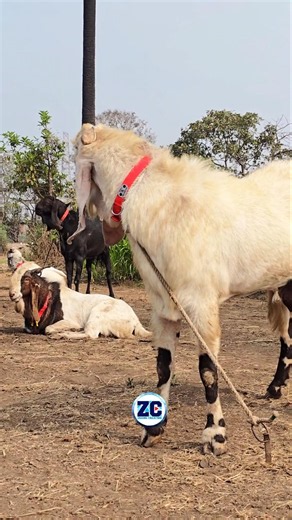 Bakro Ki Gang🤩 #bakraeid #bakraeid2026 #bakraeidspecial #bakra #goats #trending #biggoats