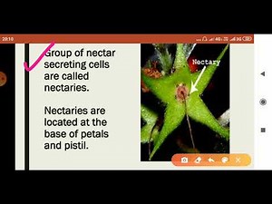 Nectaries