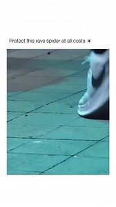 The Rave Spider 🕷️ | DNBActive