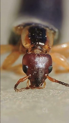 Male European Earwig(Forficula Auricularia): Head Close-up