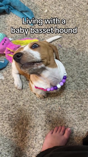 Living with a Baby Basset Hound: Tips and Fun Moments