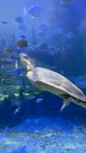 Today, we’re celebrating turtles…gentle, wise, and wonderfully resilient. These amazing animals can live over 100 years, gracefully navigating rivers, oceans, and wetlands with quiet strength. But while they’ve been part of our planet for a very long time, their future is at risk. Pollution, habitat loss, climate change, and poaching are just a few of the threats they face every day. World Turtle Day is about raising awareness, sparking curiosity, and encouraging small actions that lead to big c