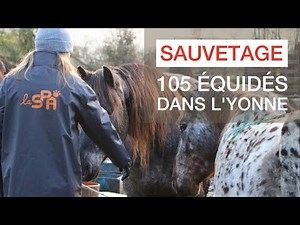Seizure of 105 equines in the Yonne region: an incredible rescue during lockdown