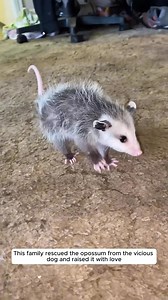 271K views · 6.1K reactions | This family rescued the opossum from the vicious dog and raised it with love. . . . #rescue #animals #opossum | The Furry Future | Facebook