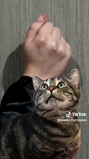 What happens next? The party train keeps rolling on @Melon and Finn 's VIDEO DESCRIPTION: Fishtopher the cat in a shopping mall. Then it shows him and Panko in their best dressed party fits. Fishtopher adds Panko's catnip to the punch. He then puts on a movie, the Last Wish-topher. Someone then knocks on the door. Fishtopher steps on Melon's tail, it was squished-topher. #CatTok