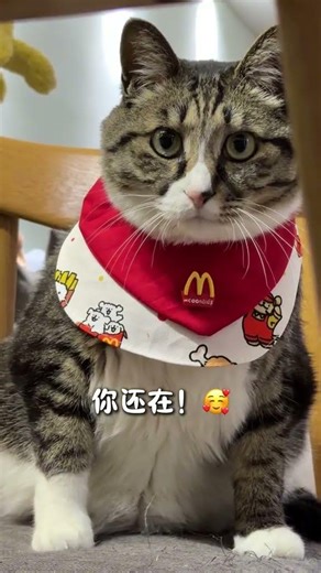 Be My Lifetime BFF: The Adorable Tabby Cat's Daily Adventures