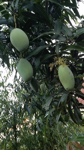My 4-Year-Old Hybrid Mango Tree is Loaded! 🥭 #MangoHarvest #GardenTips #HybridMango