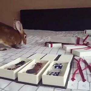 9.6K views · 576 reactions | When you're excited about the presents but all Reuby cares about is the packaging  | Reuben the Rex rabbit | Facebook