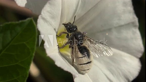 Bee cleans its proboscis with its paws, entire abdomen of insect is covered in white pollen. Bee sits on flower Convolvulus arvensis. View macro insect in wildlife