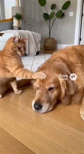Cat Punches Dog… Until Owner Walks In 😂 #cat #funny #cute #dog