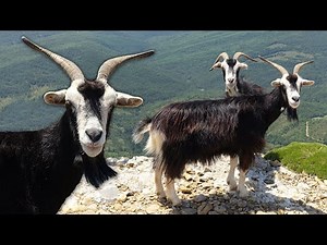 Pyrenean goat in danger of extinction. Life in semi-freedom of 120 goats of this goat breed