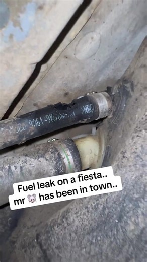 Ford fiesta in with a fuel leak nice easy find and fix! Hopefully mr mouse won’t return anytime soon! #mousedamag #careers #carservice | diydaly