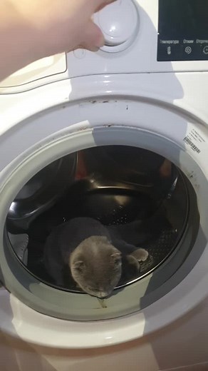 Curious Cat Explores Inside Washing Machine