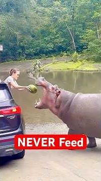 7 Animals You Should NEVER Feed