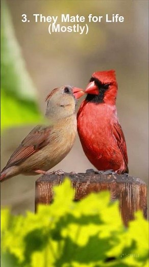 🐦 5 Things You Didn’t Know About Red Cardinals #birds #nature #wildlife #animals